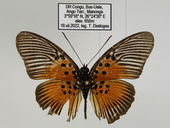 Pseudacraea rubrobasalis