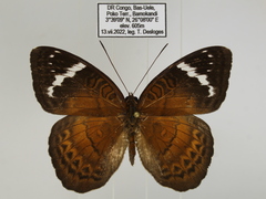 Euriphene incerta incerta