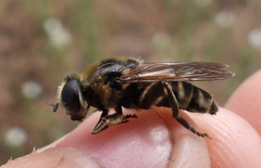 Cheilosia grossa