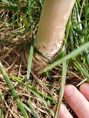 Chlorophyllum