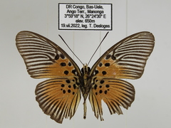 Pseudacraea rubrobasalis