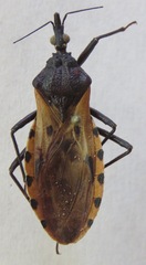 Triatoma dimidiata