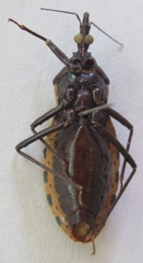 Triatoma dimidiata