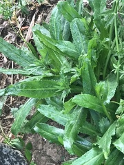 Eryngium foetidum