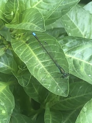 Ischnura denticollis