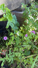 Ipomoea cordatotriloba