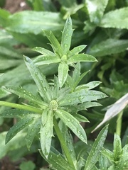 Eryngium foetidum