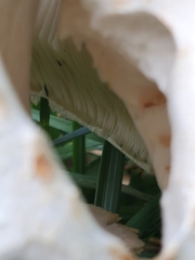 Chlorophyllum