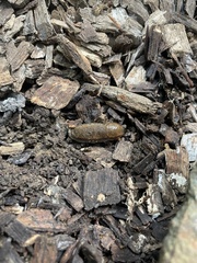 Limacus