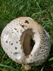Chlorophyllum