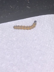 Uresiphita reversalis