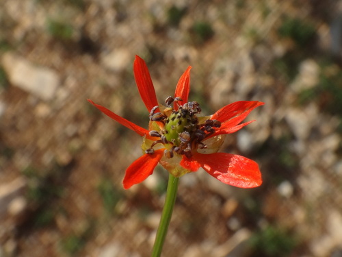hlaváčik plamenný (Adonis flammea)