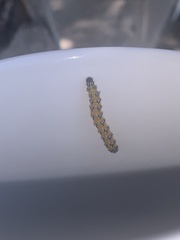 Uresiphita reversalis