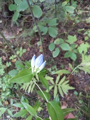 Gentiana andrewsii