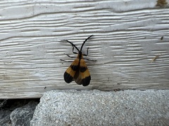 Calopteron