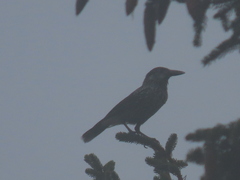 Nucifraga caryocatactes