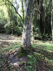 Phytolacca dioica