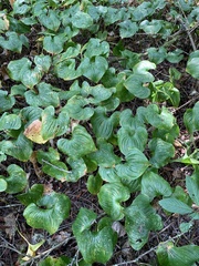 Maianthemum dilatatum