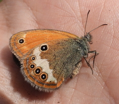 Coenonympha arcania