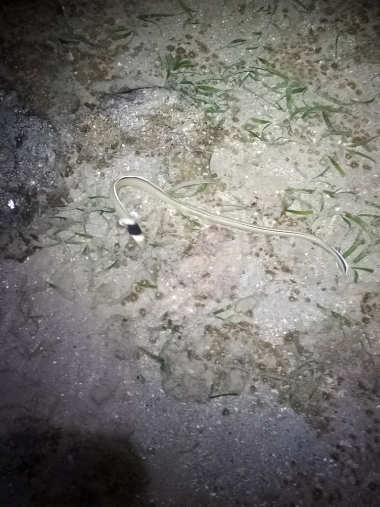 Black-neck Snake Eel