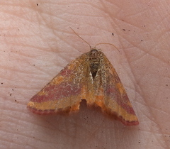 Lythria cruentaria