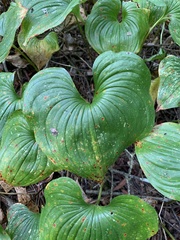 Maianthemum dilatatum