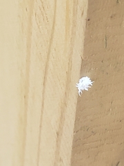 Cryptolaemus montrouzieri