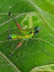 Eumastax