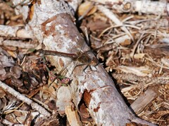 Sympetrum striolatum