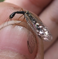 Dichrostigma flavipes