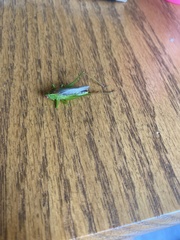 Conocephalus fasciatus