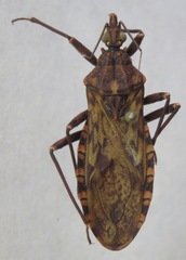 Panstrongylus rufotuberculatus