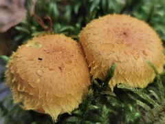 Cystoderma amianthinum