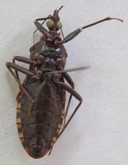 Panstrongylus rufotuberculatus