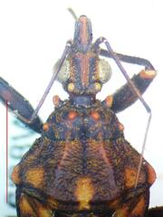 Panstrongylus rufotuberculatus