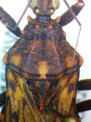 Panstrongylus rufotuberculatus