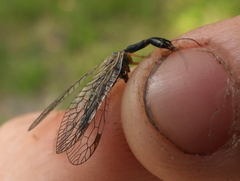 Dichrostigma flavipes