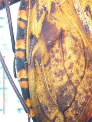 Panstrongylus rufotuberculatus