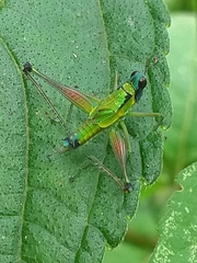 Eumastax