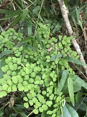 Adiantum raddianum
