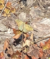 Argynnis pandora