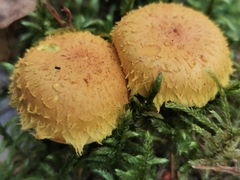 Cystoderma amianthinum