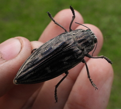 Chalcophora mariana
