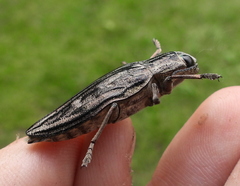 Chalcophora mariana