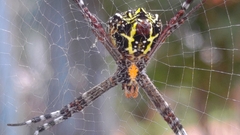 Argiope versicolor