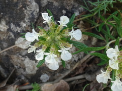 Teucrium montanum