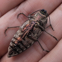 Chalcophora mariana