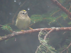 Regulus regulus