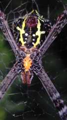 Argiope versicolor