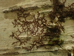 Frullania eboracensis